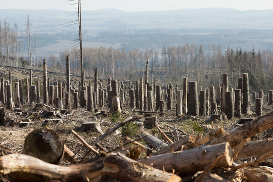 Tote und abgeholzte Bäume nach Baumsterben