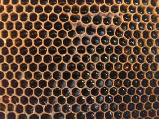 Honeycomb with honey as very nice natural background