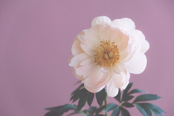 Beautiful fresh Coral Charm peonyin full bloom on colorful background, close up. Minimalist floral still life with blooming flower.