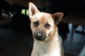 Photo of a sad mongrel dog. Beautiful red-haired mongrel with sad eyes close-up.