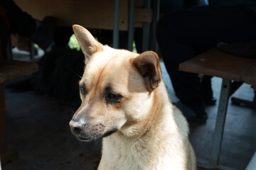 Photo of a sad mongrel dog. Beautiful red-haired mongrel with sad eyes close-up.