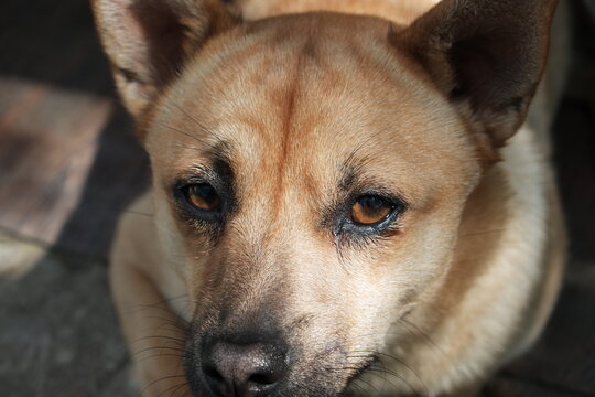 Photo of a sad mongrel dog. Beautiful red-haired mongrel with sad eyes close-up.