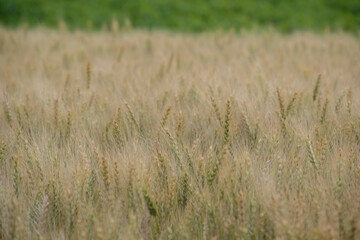 色づき始めたムギの穂
