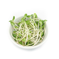 Sunflower bud isolated in a white backgound