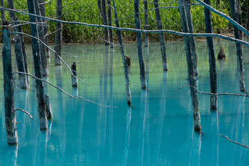 初夏の青い池　美瑛町
