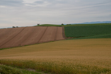 ムギが色づいた夏の畑作地帯
