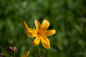 Obraz premium 湿原に咲く夏の黄色い花 