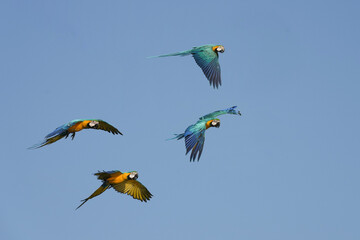 Blue and gold yellow macaw parrot bird free flying in sky.