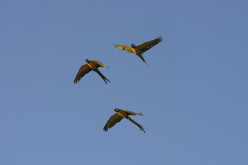 Blue and gold yellow macaw parrot bird free flying in garden.