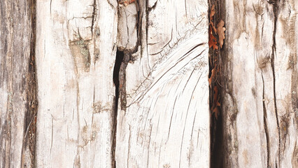 old wood texture.Close-up to a wood