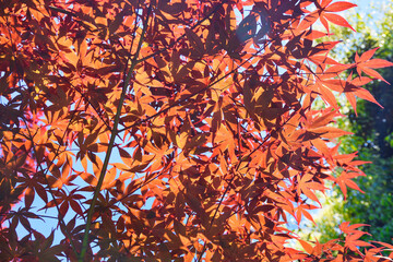 乃木公園の美しいモミジ（東京都港区赤坂）
Beautiful maples in Nogi Park (Akasaka, Minato-ku, Tokyo, Japan)