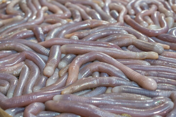 Sipunculus nudus also known as peanut worm is a local delicacy in southern China in Beihai, Guangxi...