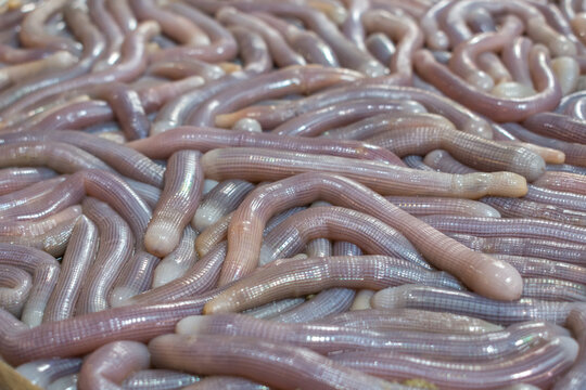 Sipunculus nudus also known as peanut worm is a local delicacy in southern China in Beihai, Guangxi province. Close-up on dried peanut worms in a downtown super market, very expensive seafood.