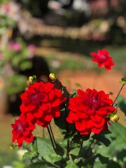 red flowers in the garden