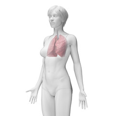 Fototapeta premium 3D Rendered Medical Illustration of Female Anatomy - the lungs.