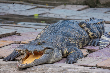 alligator in the swamp