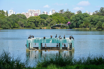 A group black cormorant on lake with trees, sky, building and people on small bridge background at Ibirapuero Park Sao Paulo Brazil. Selective focus.