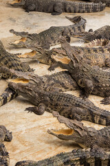 Crocodiles bask in the sun. Crocodiles in the pond. Crocodile farm. Cultivation of crocodiles.Crocodiles gathered for feeding, they are waiting for food.