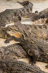 Crocodiles bask in the sun. Crocodiles in the pond. Crocodile farm. Cultivation of crocodiles.Crocodiles gathered for feeding, they are waiting for food.