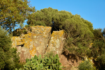 huge boulder with maquis, cactus and blue sky in Sardinia