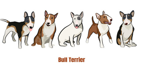 Cute Bull terrier dog doodle. Collection in different poses in free hand drawn illustration style.