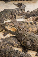 Crocodiles bask in the sun. Crocodiles in the pond. Crocodile farm. Cultivation of crocodiles.Crocodiles gathered for feeding, they are waiting for food.