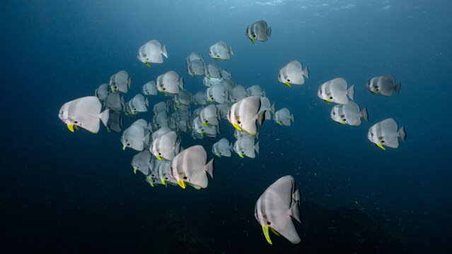School of Longfin Batfish, also known as the Platax teira, Teira batfish, Longfin spadefish, or round faced batfish swimming together in the blue ocean. Marine life and underwater conservation.