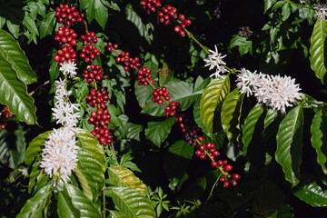 coffee flowers