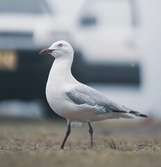 seagull on the beach