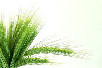 fresh Green wheat ears isolated in white background,copy space