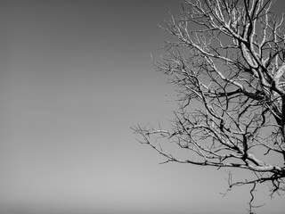 dead dry trees with white and black or gray skies. spooky dry tree background. isolated on white Sky