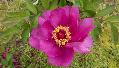 macro di bellissima e vivida peonia fiorita in primavera