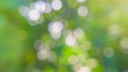 blurry nature background. tropical nature particle bokeh background template concept