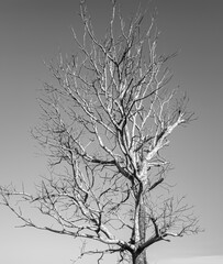 dead dry trees with white and black or gray skies. spooky dry  tree background. isolated on white Sky