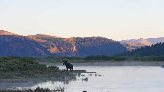 A Moose enjoying an early morning bath near the Bierstadt trailhead