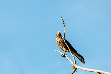 blue tailed hawk