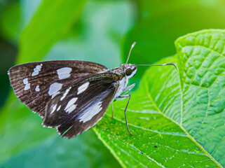 Ancistroides folus or brown winged butterfly.  Focus on butterfly