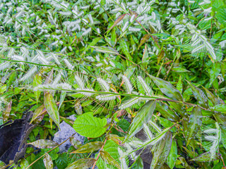 leaf photo. focus on the leaves