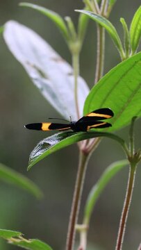 Borboleta no distrito de Lavras Novas, cidade de Ouro Preto, Estado de Minas Gerais, Brasil