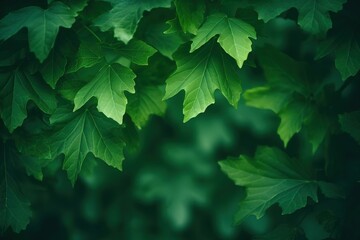 Green leaves on blurred background