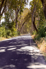 Obraz premium rural road in the Ñuble region, southern Chile