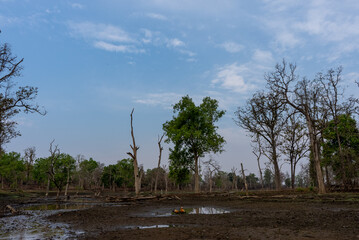 Named after the pristine River Pence which flows through the park, Pench National Park is one of the most popular wildlife reserves in India.
Leopard and Spotted Deer kill