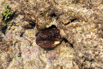 Ferocious reef crab
Eriphia ferox
This energetic crab with bright red eyes is often seen on our Southern shores clambering among boulders at night. Also on coral rubble and under stones. 
rarely seen