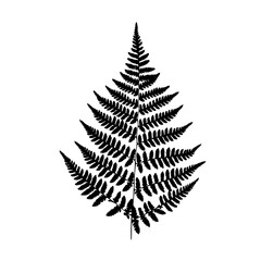 Black fern silhouette isolated 