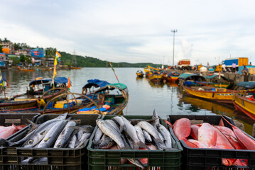 Junglighat, located in Port Blair, the main city of the Andaman Islands, is the largest fish landing center of the islands with proximity to storage centers