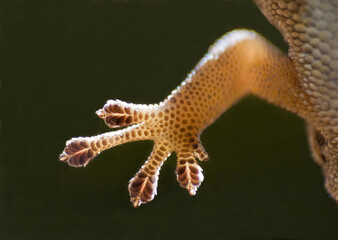 Obraz na płótnie Canvas Foot of the Cape Dwarf Gecko 13020