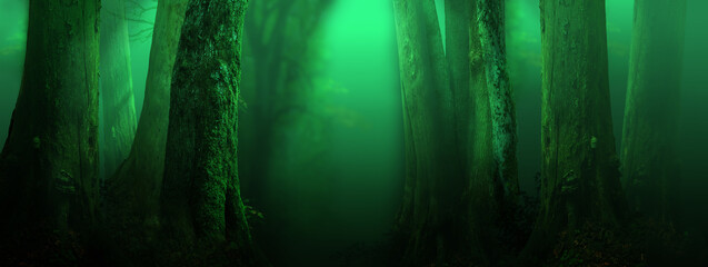 Fantasy forest panorama. Green misty woods landscape with old trees, semitransparent light, mysterious atmospheric background