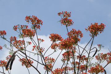 Red Flamboyant flower