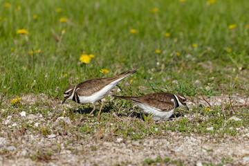 A couple of  Killdeer (Charadrius vociferus) during nesting season