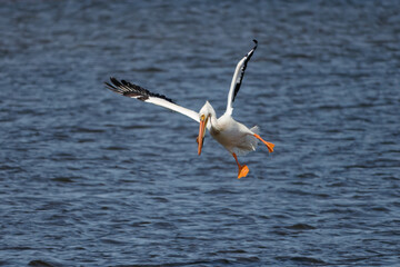 Flying American white pelican (Pelecanus erythrorhynchos) above lake Michigan